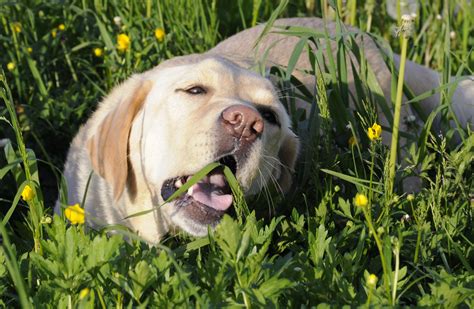 Dog eating grass | Blogged 27.12.2012: www.femalenetwork.com… | Flickr