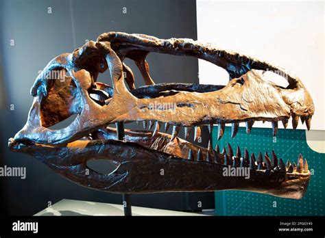 Giganotosaurus Skull