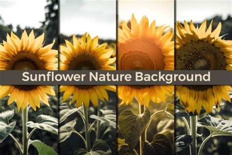 Sunflower Nature Background Graphic by cua.nalert12 · Creative Fabrica