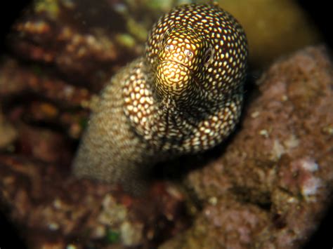 Belut Mulut Putih, Belut Laut Langka dari Samudera - Mongabay.co.id