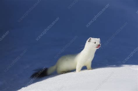 Stoat in white winter coat - Stock Image - C040/8151 - Science Photo Library