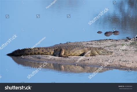 Nile Crocodile Stock Photo 433883866 | Shutterstock