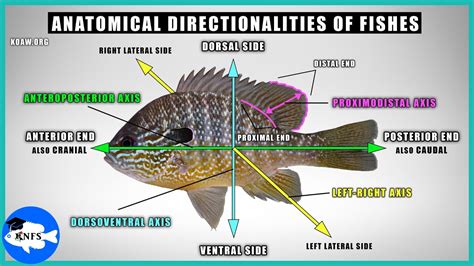 Parts Of A Fish Anatomy