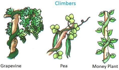 What are climbers and creepers?