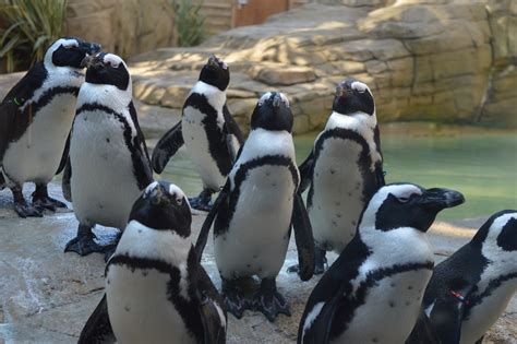 A family day at the zoo - Paradise Wildlife Park, Hertfordshire