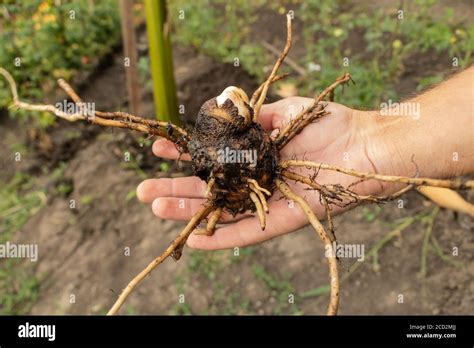 Banana sucker hi-res stock photography and images - Alamy