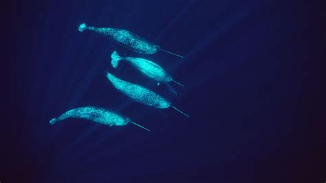 Related image | Narwhal, Narwhal facts, Whale