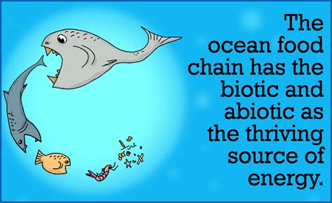 Ocean Food Web - Science Struck