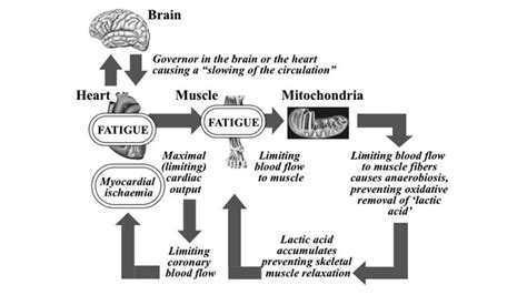 CrossFit | Fatigue Is a Brain-Derived Emotion That Regulates the Exercise Behavior to Ensure the ...