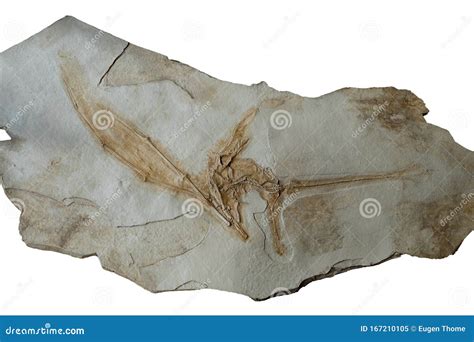 Rhamphorhynchus stock image. Image of rhamphorhynchus - 167210105