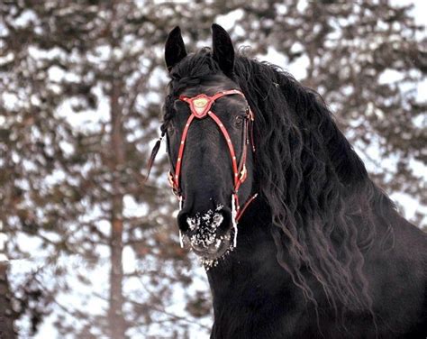 Medieval friesian horse armor game of throne leather tack | Etsy ...