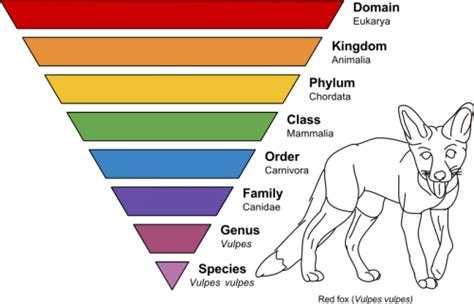 Introduction to Insect Taxonomic Classification | BUG UNDER GLASS