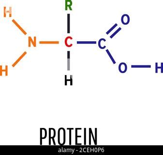 Amino acid. structural formula and model of molecule. Vector diagram ...