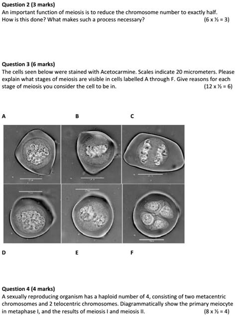 SOLVED: Question 2 (3 marks) An important function of meiosis is to reduce the chromosome number ...