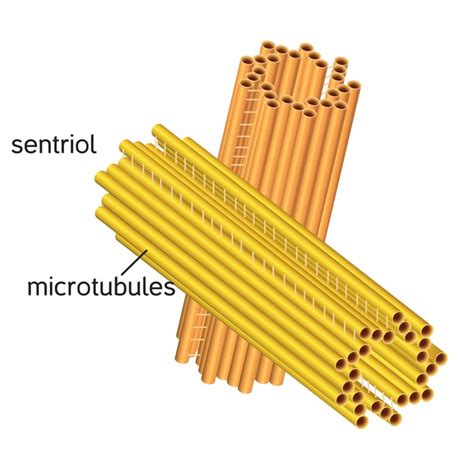 Centriole Structure