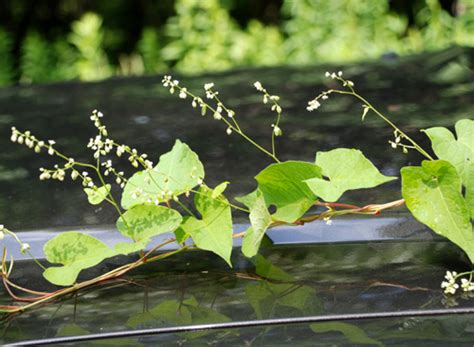 Polygonum convolvulus | UMass Amherst Landscape, Nursery & Urban ...