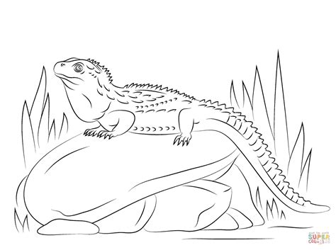 Northern Tuatara Sitting on Stone coloring page | Free Printable ...