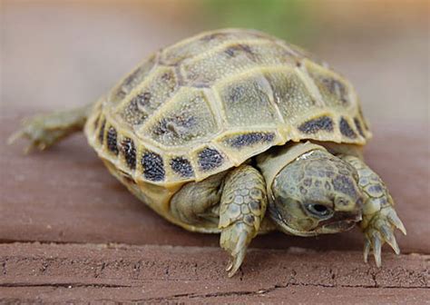 Russian Tortoise Care Sheet - Reptiles Magazine