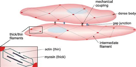 Architecture of the myometrial smooth muscle cell. The cytoskeleton of... | Download Scientific ...