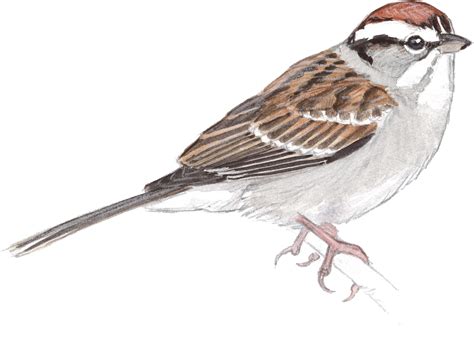 Sparrow Png Transparent Images Clipart - Full Size Clipart (#3038931) - PinClipart