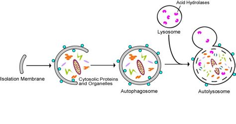 Autophagy – the housekeeper in every cell that fights aging ...