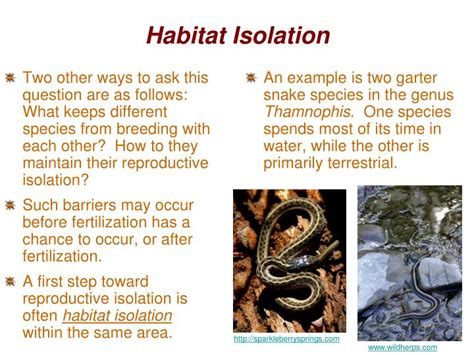 PPT - How do new species originate? PowerPoint Presentation - ID:3753360