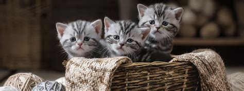 Tabby Kittens For Adoption - Cat Adoption Bonded Pairs Vca Animal ...