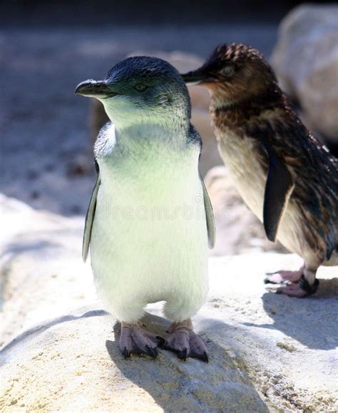 Fairy Penguins stock image. Image of animal, seabird, wildlife ...