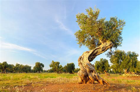 World Day of the Olive Tree - International Olive Council