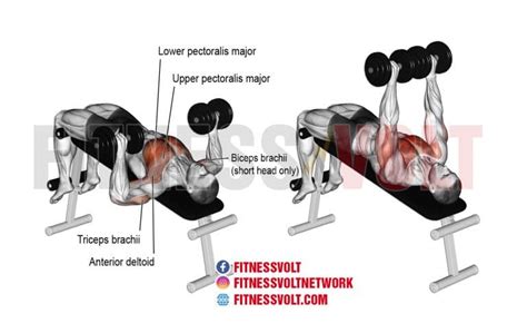 Best Decline Bench Press Alternatives and Substitutes – Fitness Volt