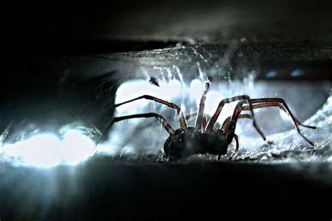 Mental Health 101: Understanding Arachnophobia - Insurdinary