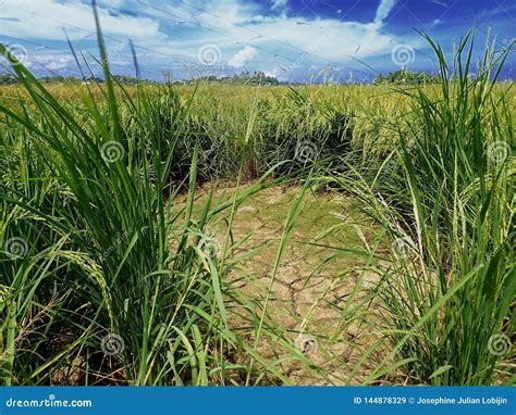 Rice Ripe Paddy Field Ready for Harvest Season. Stock Image - Image of ...