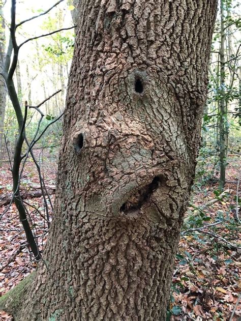 Pin de Junebug Lane en Nature | Arboles