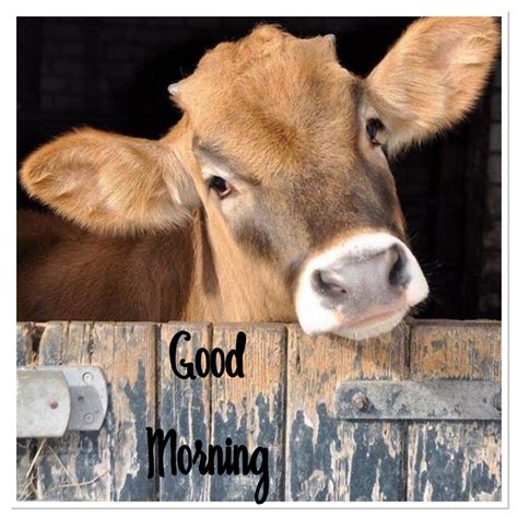 a brown cow looking over the side of a wooden fence with words good morning on it