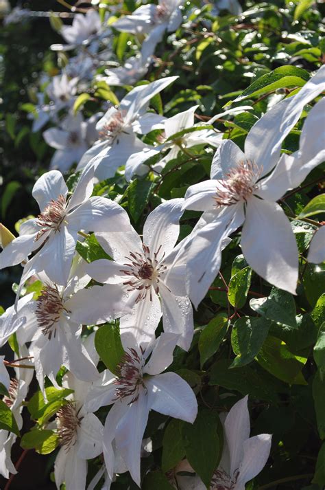 White Clematis from my backyard