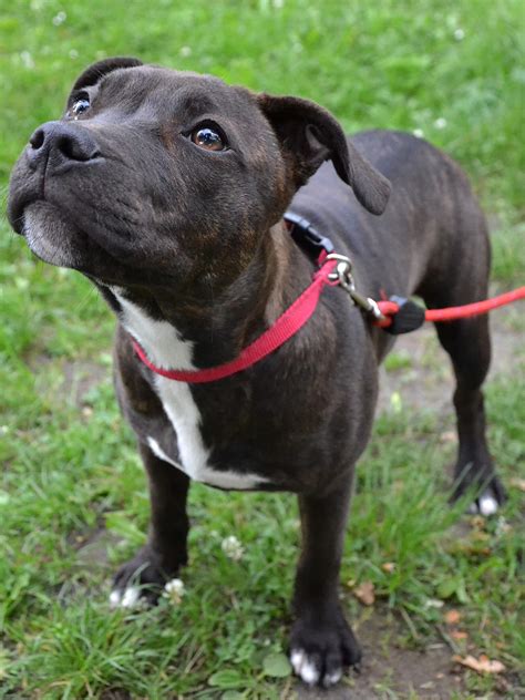 Staffordshire Bull Terrier - Training Course on Staffordshire Bull Terrier