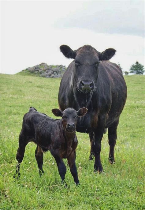 Beautiful black angus cow at pasture with her cute calf. | Cow calf, Beef cow, Cow