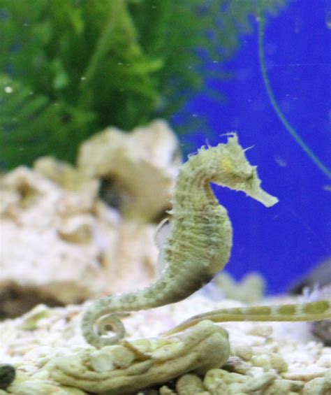 Sea horse species - ZooChat