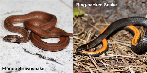 Ring-necked Snake – Florida Snake ID Guide