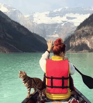Meet Suki, The Traveling Cat Who’s Living A Better Life Than You | Bengal cat, Adventure cat ...