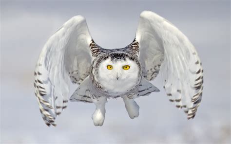 White Owl, Close-up, Flying Bird, Snowy Owl, Owl, Bubo - Snowy Owl Flying Up - 1920x1200 ...