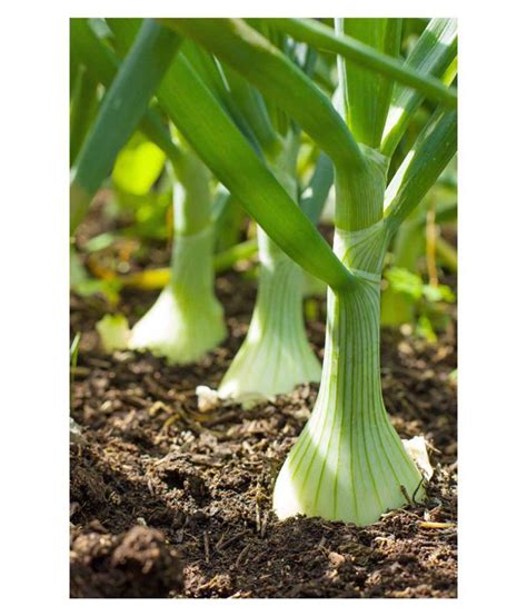 White Onion Seeds - 100 Premium Seeds Pack: Buy White Onion Seeds - 100 ...