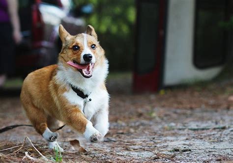 corgi running | Corgi, Cute dogs, Corgi pembroke