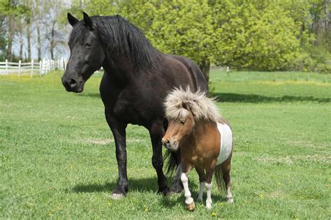 Miniature Horses As Pets