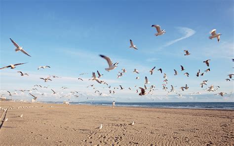 Beach Seagulls wallpaper | 1920x1200 | #11567