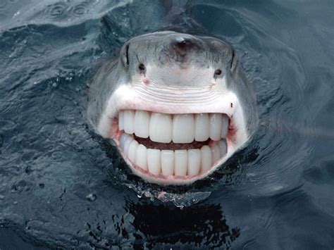 Hilarious Pics Of Sharks With Human Teeth