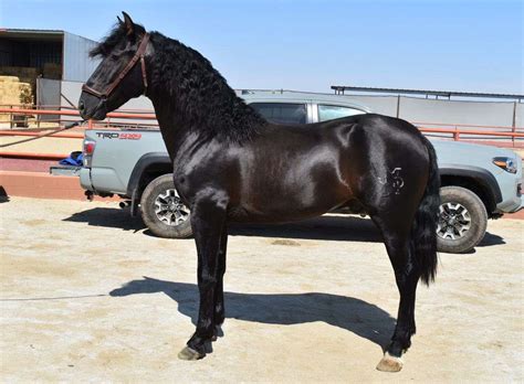 2020 Black Andalusian Dressage Prospect