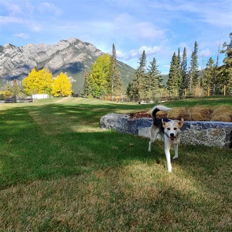 Off-Leash Dog Parks | Banff, AB - Official Website