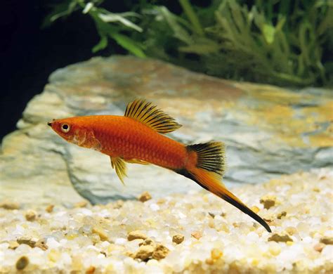 Swordtail Breeding