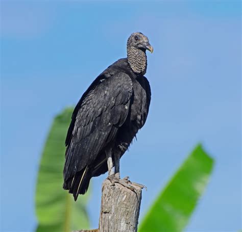 Gallinazo Cabecinegro | Celebrate Urban Birds